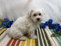 Ben, a male Maltese for sale in Springfield, MO – 8 of 8