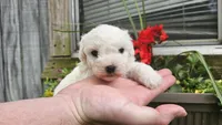 Nate, a male Bichon Frise for sale in Springfield, MO – 6 of 7