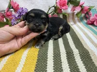 Lucey, a female Havanese for sale in Springfield, MO – 5 of 9