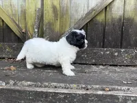 Lacey, a female Shichon for sale in Springfield, MO – 4 of 10