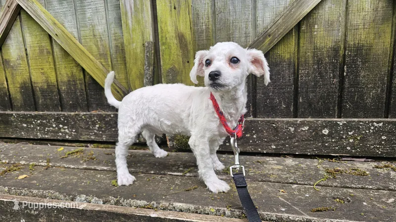 Duke – Bichon Frise puppy for sale in Springfield, MO