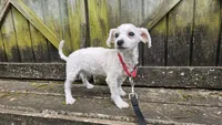 Duke, a male Bichon Frise for sale in Springfield, MO – 1 of 9