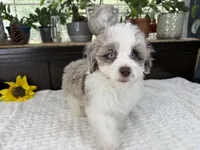 Toy size Caleb blue eyes !!!, a male Aussiedoodle for sale in Springfield, MO – 4 of 9