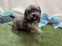 Sunny, a male Havanese for sale in Springfield, MO – 5 of 10