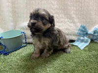 Sunny, a male Havanese for sale in Springfield, MO – 3 of 10