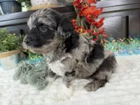 Matrix, a male Aussiedoodle for sale in Springfield, MO – 7 of 10