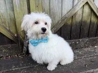 Ben, a male Maltese for sale in Springfield, MO – 4 of 9