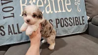Toy size Caleb blue eyes !!!, a male Aussiedoodle for sale in Springfield, MO – 8 of 10