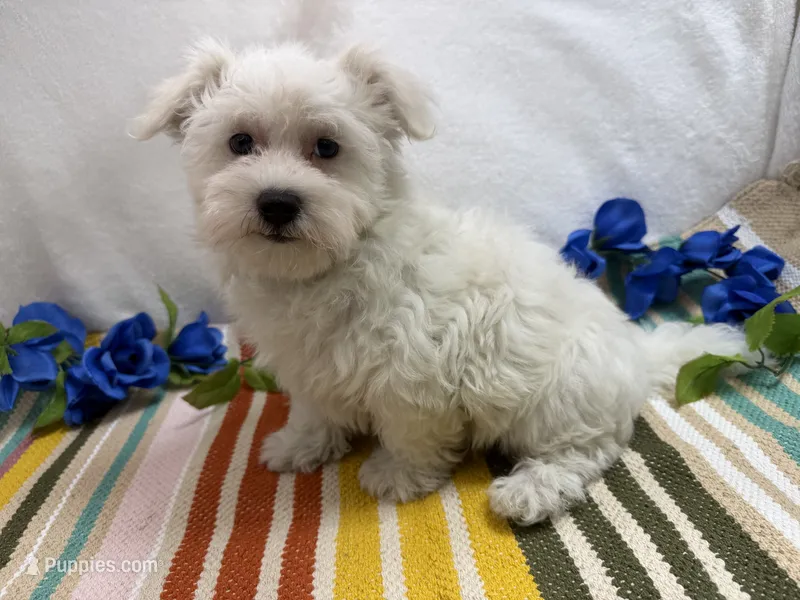 Ben – Maltese puppy for sale in Springfield, MO