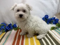 Ben, a male Maltese for sale in Springfield, MO – 1 of 8