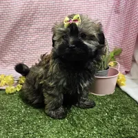 Bay, a female Havanese for sale in Springfield, MO – Photo 3 of 9