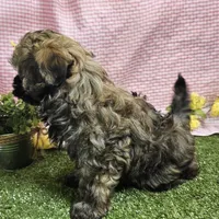 Bay, a female Havanese for sale in Springfield, MO – Photo 5 of 9