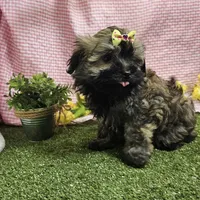 Bay, a female Havanese for sale in Springfield, MO – Photo 6 of 9