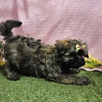 Bay, a female Havanese for sale in Springfield, MO – Photo 9 of 9