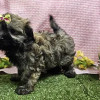 Bay, a female Havanese for sale in Springfield, MO – Photo 2 of 9