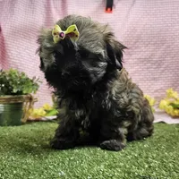 Bay, a female Havanese for sale in Springfield, MO – Photo 1 of 9