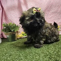 Bay, a female Havanese for sale in Springfield, MO – Photo 7 of 9