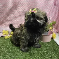 Bay, a female Havanese for sale in Springfield, MO – Photo 8 of 9