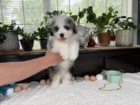 Toy size Conley blue eyes!!!, a male Aussiedoodle for sale in Springfield, MO – 8 of 9