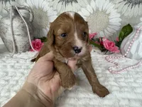 Kayla, a female Cavapoo for sale in Springfield, MO – 5 of 8