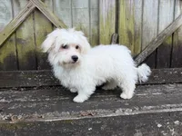 Ben, a male Maltese for sale in Springfield, MO – 8 of 9