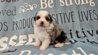 Toy size Conley blue eyes!!!, a male Aussiedoodle for sale in Springfield, MO – 7 of 10
