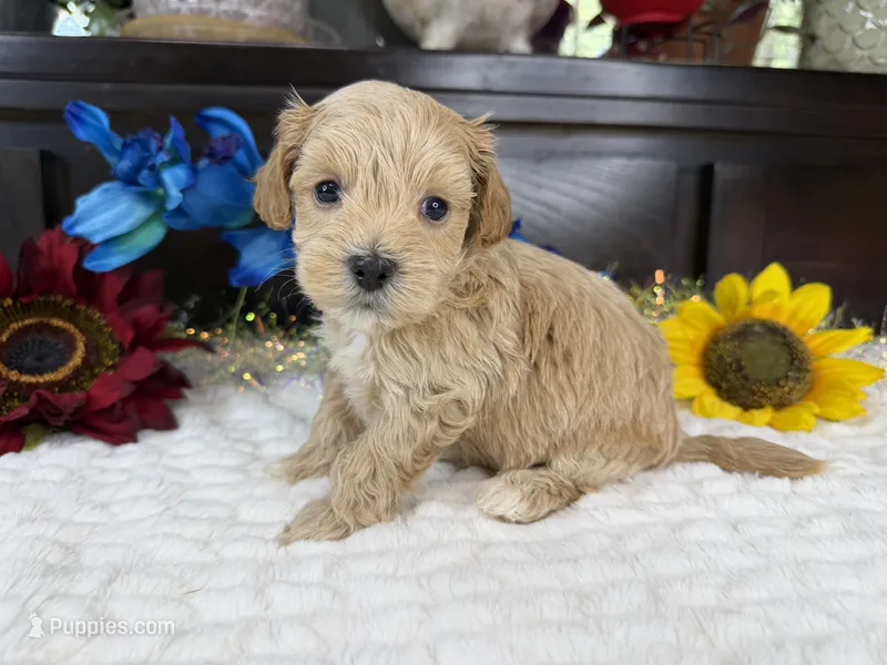 Jace – Havapoo puppy for sale in Springfield, MO