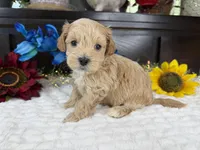 Jace, a male Havapoo for sale in Springfield, MO – 1 of 10
