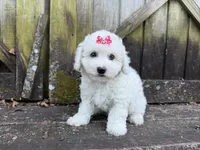 Penny, a female Bichon Frise for sale in Springfield, MO – 2 of 10