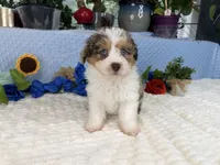 Toy size Clover blue eyes!!, a male Aussiedoodle for sale in Springfield, MO – 6 of 10
