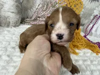 Zoe, a female Cavapoo for sale in Springfield, MO – 8 of 8
