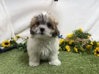 Trent, a male Mal Shi for sale in Springfield, MO – 3 of 10