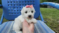 Cindy, a male Bichon Frise for sale in Springfield, MO – 2 of 8