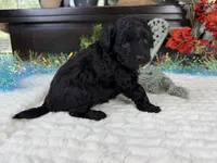 Nolan toy Aussiedoodle , a male Aussiedoodle for sale in Springfield, MO – 8 of 10