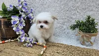 Very tiny Avery, a male Miniature Aussiedoodle for sale in Springfield, MO – Photo 3 of 10