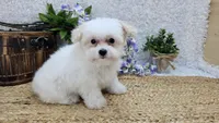 Very tiny Avery, a male Miniature Aussiedoodle for sale in Springfield, MO – Photo 1 of 10