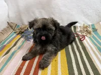 Scout, a male Havanese for sale in Springfield, MO – 3 of 5