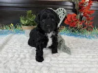 Nolan toy Aussiedoodle , a male Aussiedoodle for sale in Springfield, MO – 4 of 10