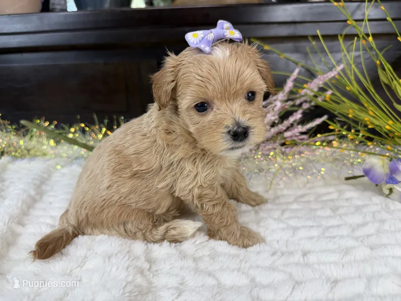 Birdie  – Havapoo puppy for sale in Springfield, MO