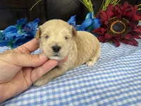 Pickles, a male Havapoo for sale in Springfield, MO – 8 of 10