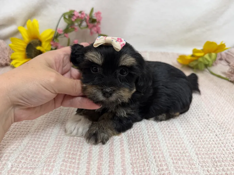 Nichole – Havanese puppy for sale in Springfield, MO