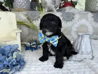 Isaac, a male Havapoo for sale in Springfield, MO – 10 of 10