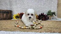 Toy Aspen, a male Miniature Aussiedoodle for sale in Springfield, MO – Photo 5 of 10