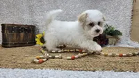 Toy Aspen, a male Miniature Aussiedoodle for sale in Springfield, MO – Photo 2 of 10
