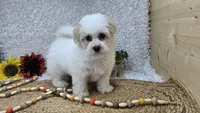 Toy Aspen, a male Miniature Aussiedoodle for sale in Springfield, MO – Photo 4 of 10