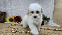 Toy Aspen, a male Miniature Aussiedoodle for sale in Springfield, MO – Photo 9 of 10