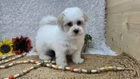 Toy Aspen, a male Miniature Aussiedoodle for sale in Springfield, MO – Photo 10 of 10