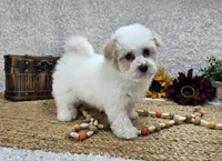 Toy Aspen, a male Miniature Aussiedoodle for sale in Springfield, MO – Photo 1 of 10