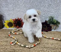 Toy Aspen, a male Miniature Aussiedoodle for sale in Springfield, MO – Photo 8 of 10