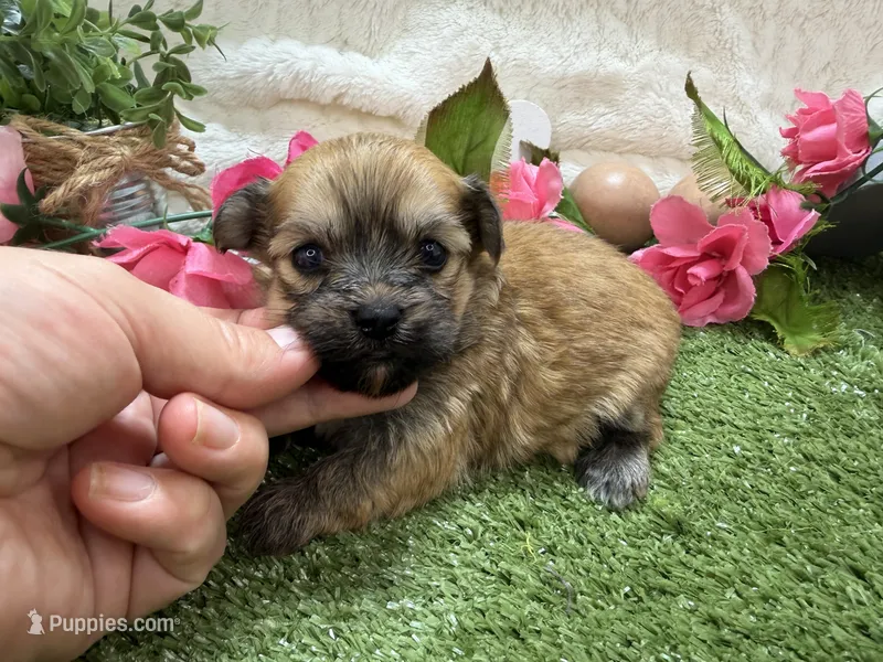 Molly – Havanese puppy for sale in Springfield, MO
